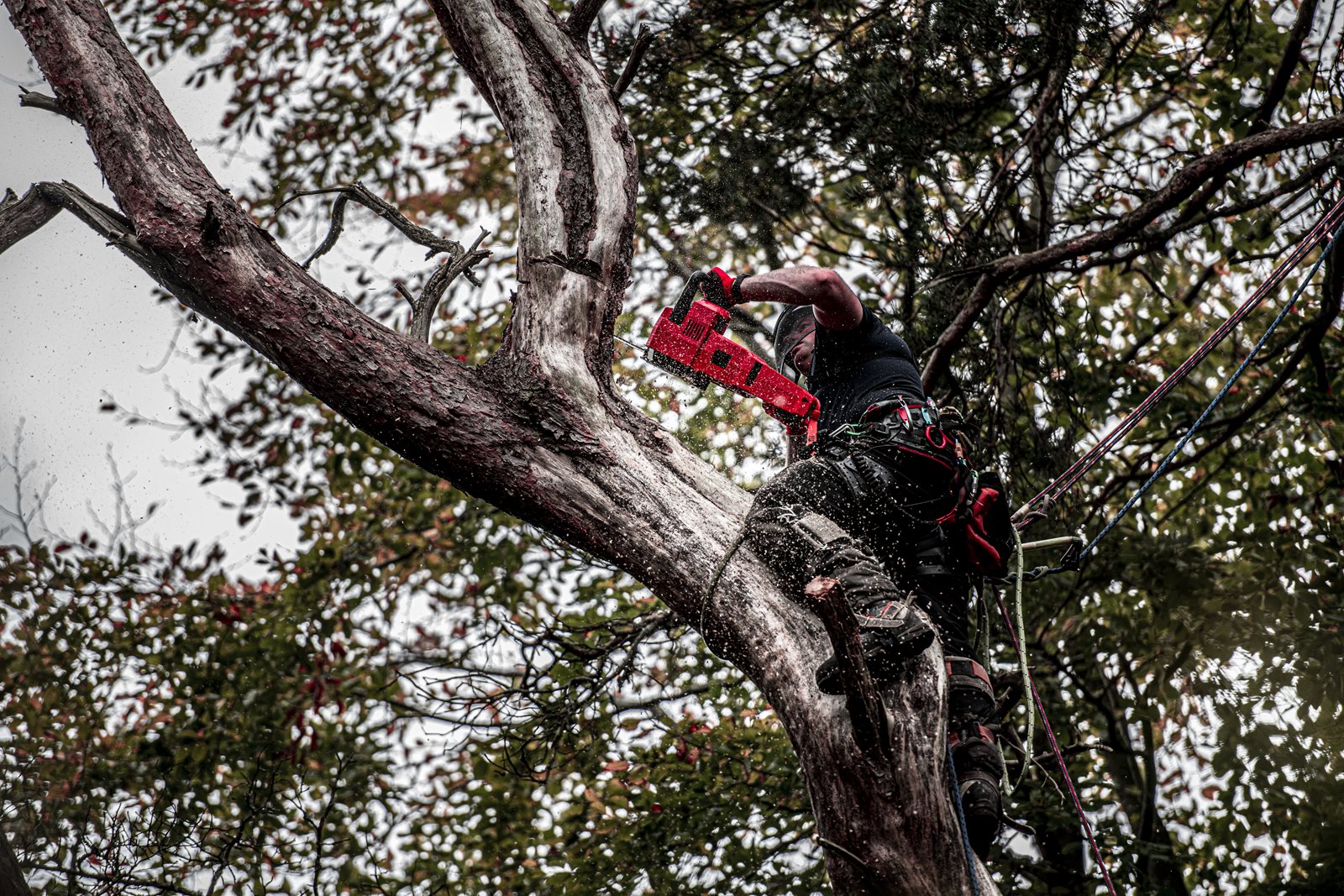 Fierăstrău cu lanț 40 cm M18 FUEL Milwaukee M18 FCHS-0 - in utilizare 12