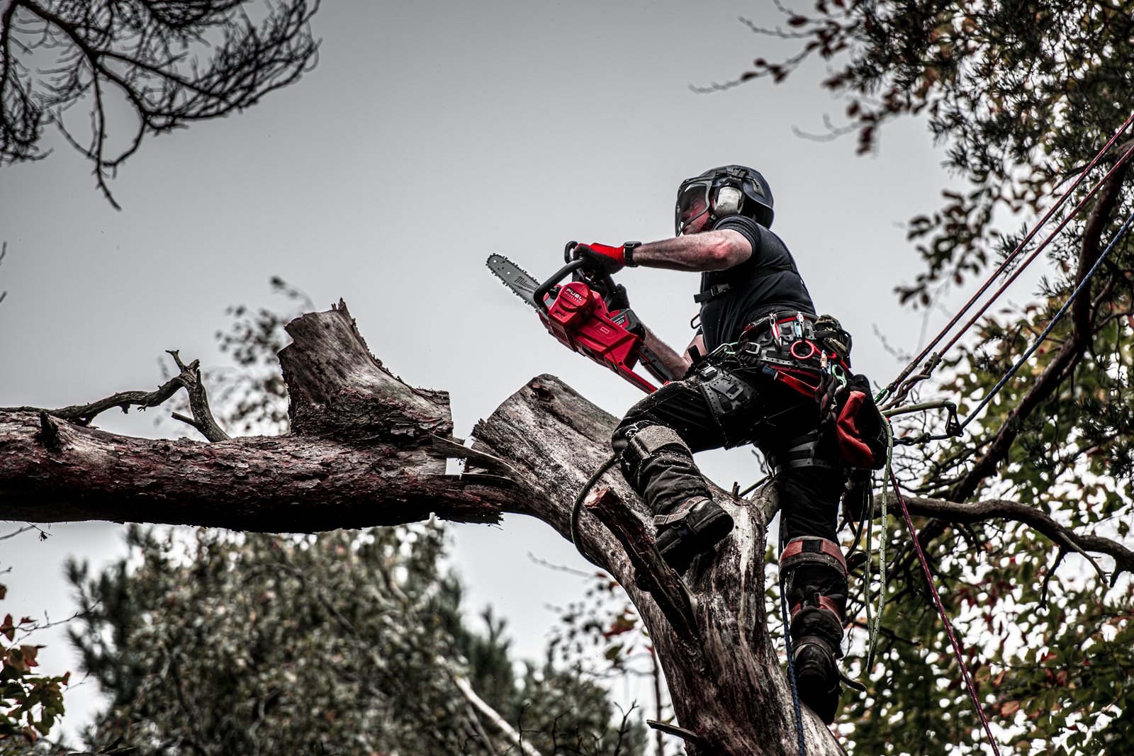 Fierăstrău cu lanț 40 cm M18 FUEL Milwaukee M18 FCHS-0 - in utilizare 13