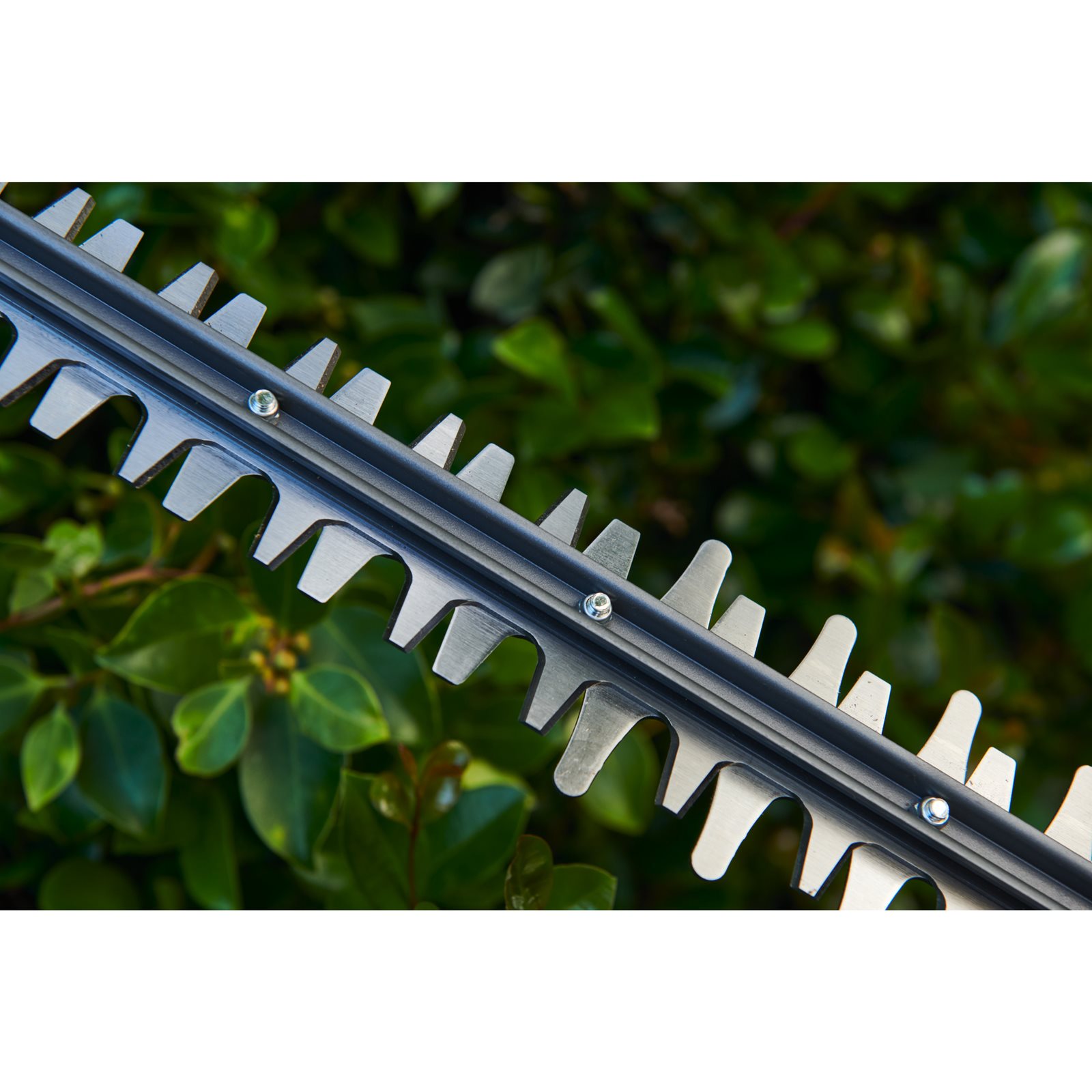 Foarfeci pentru tuns gard viu Ryobi RY36HT60A-120 - in utilizare 4